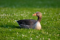 A greylag goose (Anser anser) in Bonn, Germany. Original public domain image from Wikimedia Commons