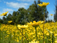 Spring yellow flower field background. Original image from Wikimedia Commons