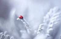 Ladybird in snow. Original image from Wikimedia Commons