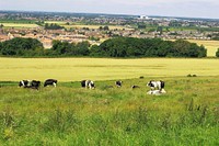 Cows in the meadow. Original public domain image from Wikimedia Commons