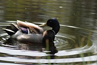 Mallard drake preening. Original public domain image from Wikimedia Commons