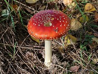 Fly agaric (Amanita muscaria). Ukraine, Vinnytsia Raion. Original public domain image from Wikimedia Commons