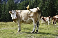 Cow. Original public domain image from <a href="https://commons.wikimedia.org/wiki/File:Cow-3723550.jpg" target="_blank" rel="noopener noreferrer nofollow">Wikimedia Commons</a>