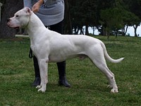 Dogo Argentino dog standing. Original public domain image from <a href="https://commons.wikimedia.org/wiki/File:0Dogo-argentino-22122251920.jpg" target="_blank" rel="noopener noreferrer nofollow">Wikimedia Commons</a>