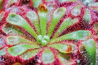 Cape sundew. Original public domain image from Wikimedia Commons