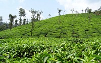 Samse Shree Ganga Plantation. Original public domain image from Wikimedia Commons