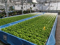 Aquaponics hydroponics farming fish lettuce. Original public domain image from Wikimedia Commons