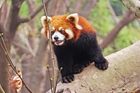 Red panda (Ailurus fulgens) in Chengdu. Original public domain image from Wikimedia Commons