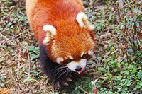 Red panda (Ailurus fulgens) in Chengdu. Original public domain image from <a href="https://commons.wikimedia.org/wiki/File:Ailurus_fulgens_Chengdu_20140325_3.jpg" target="_blank" rel="noopener noreferrer nofollow">Wikimedia Commons</a>