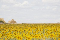 Sunflower background. Original public domain image from <a href="https://commons.wikimedia.org/wiki/File:Campos_de_Girasol_imgn010_2.jpg" target="_blank">Wikimedia Commons</a>