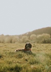 Dog laying down on a grass field