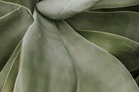 Succulent plant background wallpaper, aesthetic nature dark image