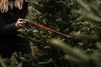 Woman sawing a Christmas tree at a Christmas tree farm 