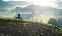 Farmer at tea plantation in Malaysia
