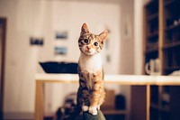 Free cute british shorthair cat image, public domain CC0 photo.