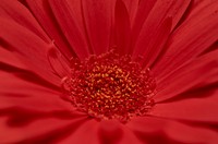 Free red daisy image, public domain flower CC0 photo.