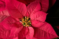 Free poinsettia background image, public domain spring CC0 photo.