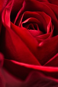 Free red rose background image, public domain flower CC0 photo.