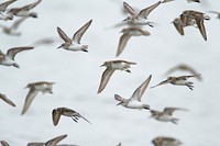 Free seagulls bird background image, public domain CC0 photo.