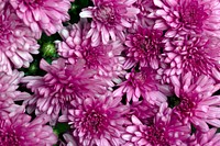 Free pink chrysanthemum image, public domain flower CC0 photo.