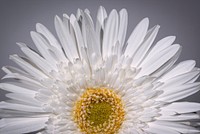 Free white daisy background image, public domain flower CC0 photo.