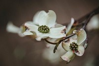 Free white magnolia image, public domain spring CC0 photo.