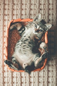 Free cute european shorthair cat image, public domain CC0 photo.