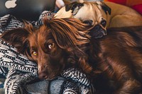 Free two dogs cuddled up on blue blanket image, public domain animal CC0 photo.