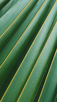 Green tropical leaf iPhone wallpaper