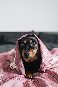 Small black dog in a blanket. Visit <a href="https://kaboompics.com/" target="_blank">Kaboompics</a> for more free images.