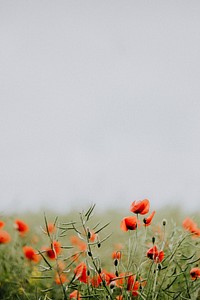 Field of poppy flowers. Visit <a href="https://kaboompics.com/" target="_blank">Kaboompics</a> for more free images.