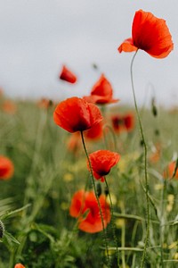 Field of poppy flowers. Visit <a href="https://kaboompics.com/" target="_blank">Kaboompics</a> for more free images.