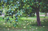 Apple tree in the backyard. Visit <a href="https://kaboompics.com/" target="_blank">Kaboompics</a> for more free images.