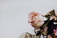 Dried pink roses. Visit <a href="https://kaboompics.com/" target="_blank">Kaboompics</a> for more free images.