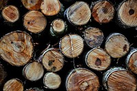 Close up of cut logs. Visit <a href="https://kaboompics.com/" target="_blank">Kaboompics</a> for more free images.