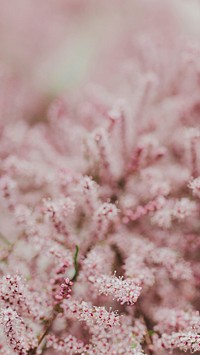 Pink flowers phone wallpaper spring background, beautiful HD image