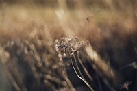 Withered dandelion in the wilderness