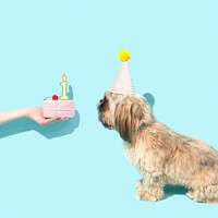Adorable Shih Tzu celebrating its first birthday