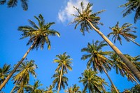 Free coconut tree, up sky view image, public domain beach CC0 photo.