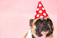 Free pug dog with party hat image, public domain animal CC0 photo.