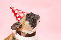 Free pug dog with party hat image, public domain animal CC0 photo.