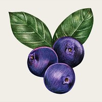 Blueberry hand-drawn vector in colored pencil