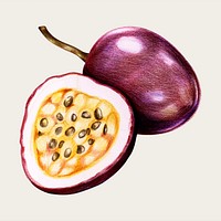 Fresh passion fruit vector in color-pencil