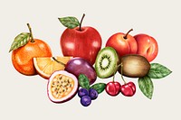 Organic fruit vintage vector hand-drawn set