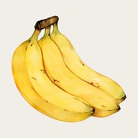 Banana hand-drawn vector in color-pencil