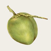 Fresh coconut hand-drawn vector in color-pencil