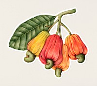 Hand drawn cashew nut and fruits sticker with a white border