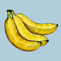 Ripe fresh banana on a blue background vector