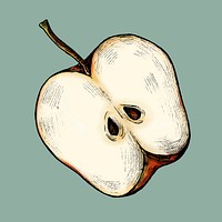 Freshly sliced ripe apple vector