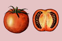 Organic freshly cut tomato vector
